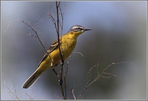 Жёлтая трясогузка (Motacilla flava)