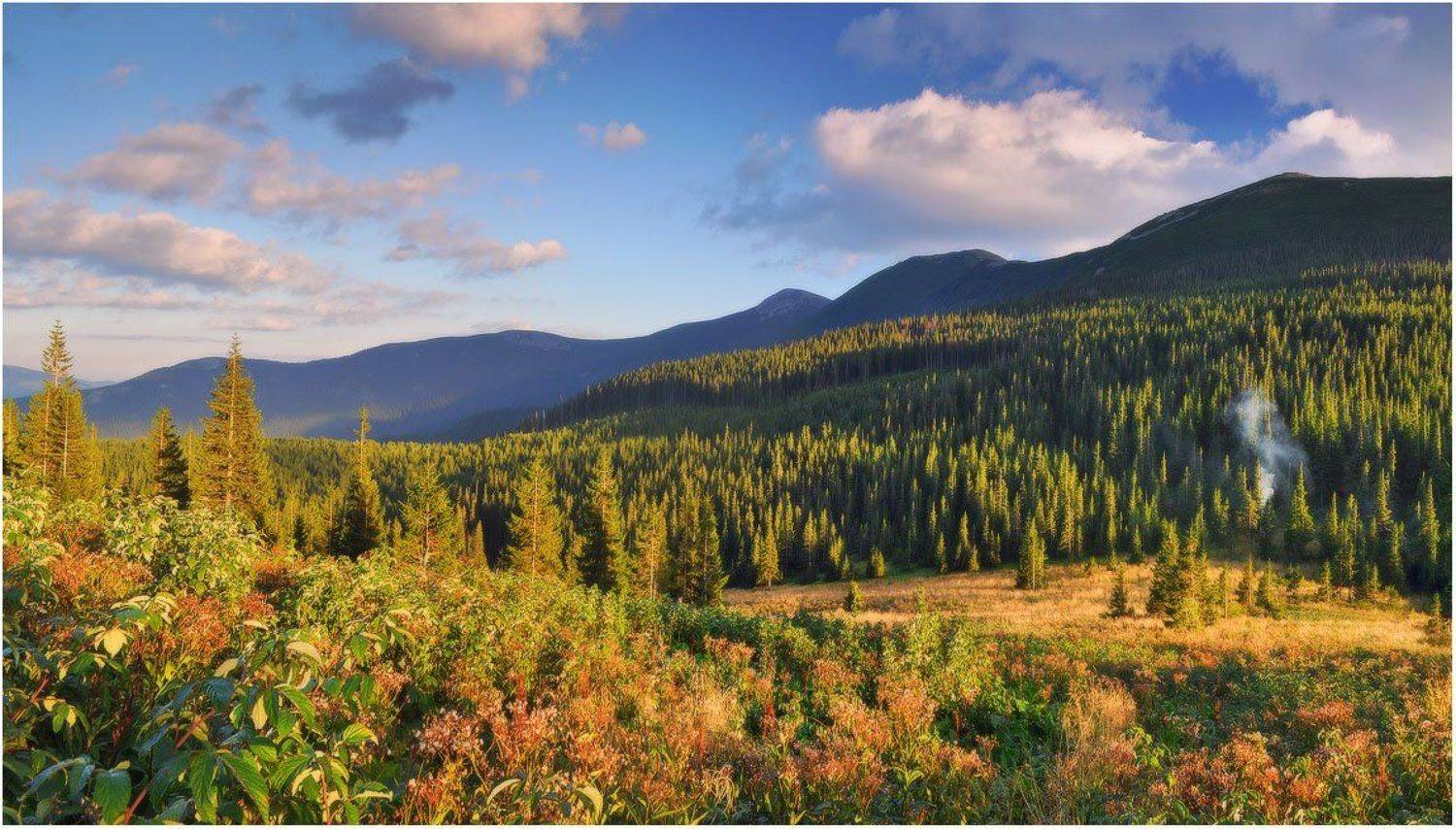 , Денис Кривой