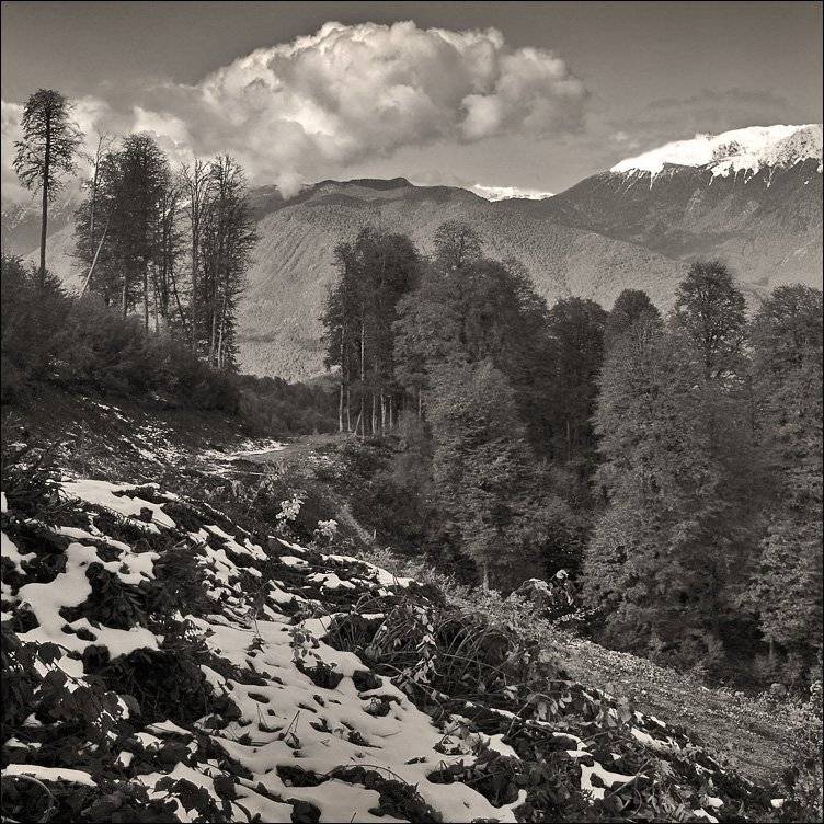 снег, олимпиада, 2014, Тарасов Алексей