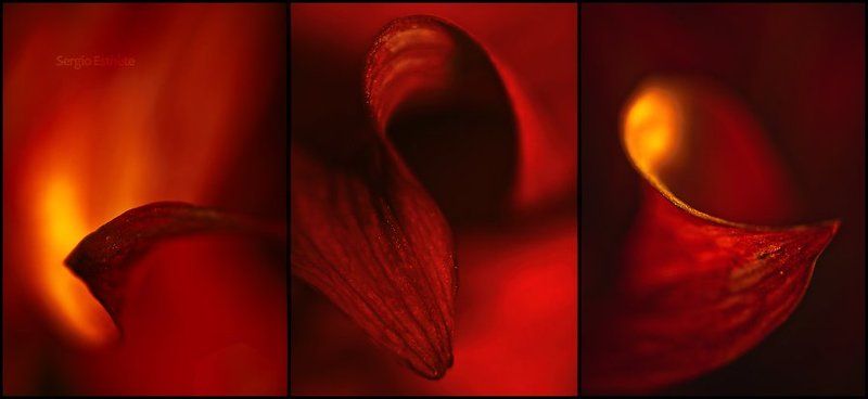 цветы, макро Георгин. Триптих фото превью