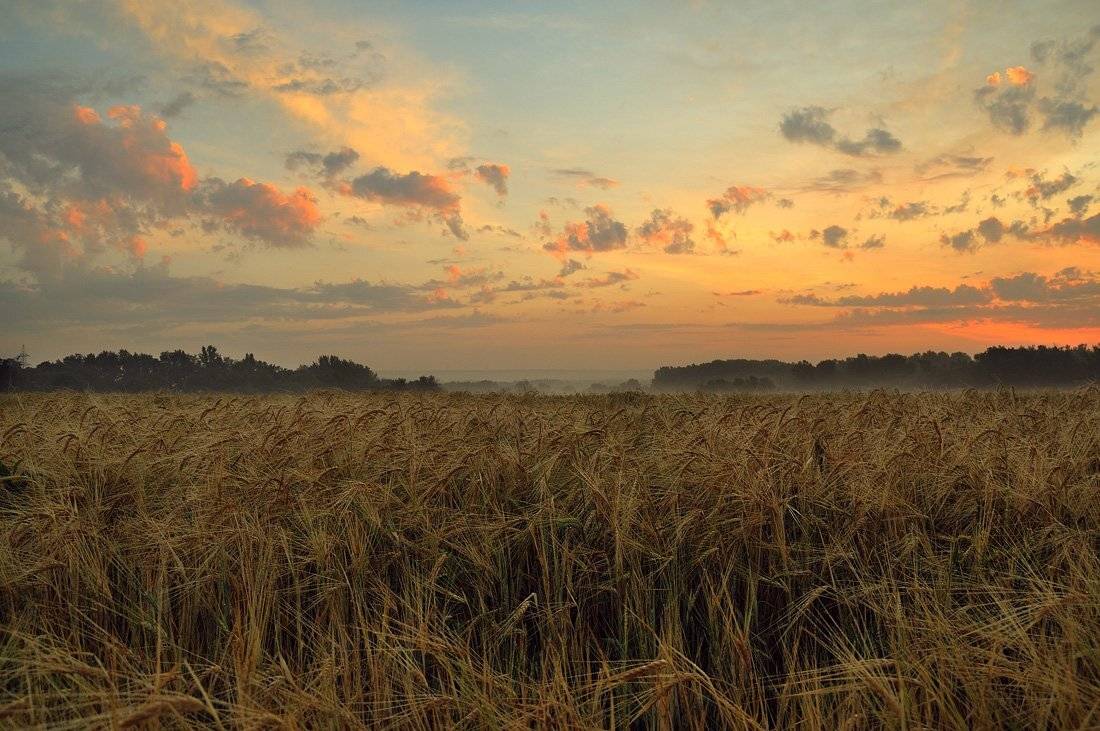 , Денис Бодров