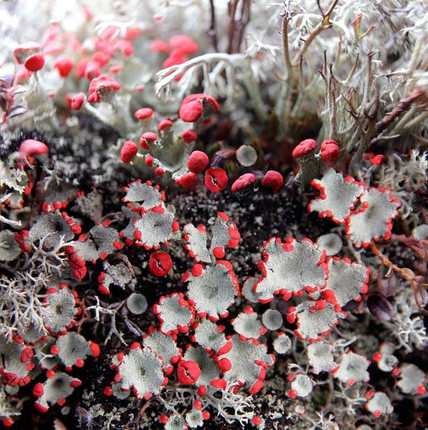 осень, ягель, Николай Гынгазов