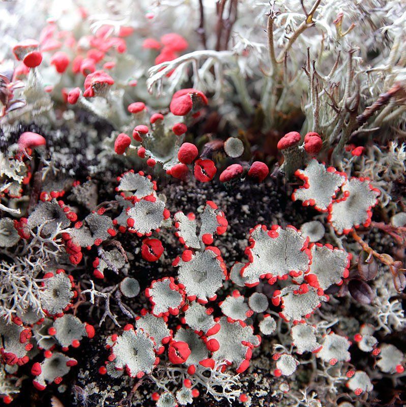 осень, ягель Осенний импрессионизм фото превью