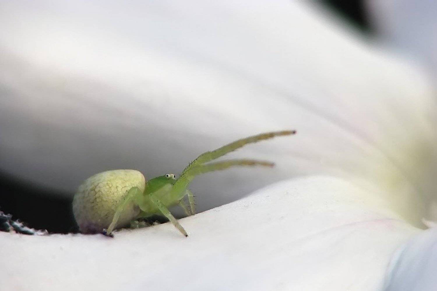 паук, макро, Елена Ворона