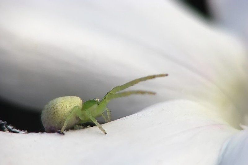 паук, макро На Берлин! фото превью