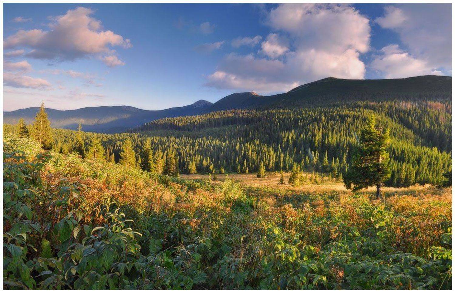 , Денис Кривой