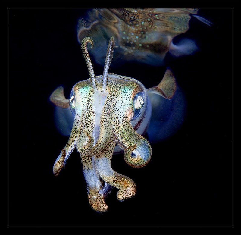 Разрешите представиться - маленькое привидение) фото превью