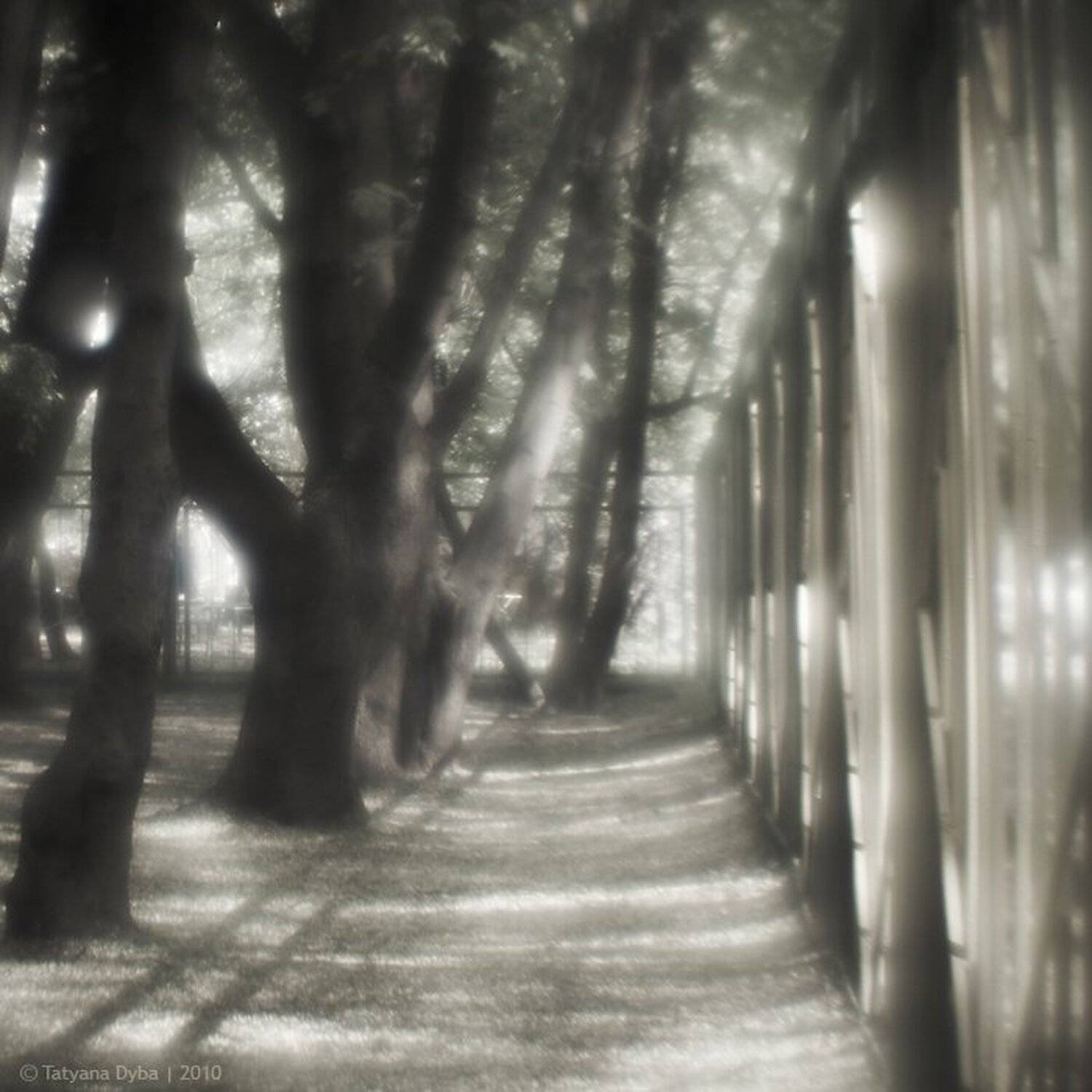 монокль, Tatyana Dyba