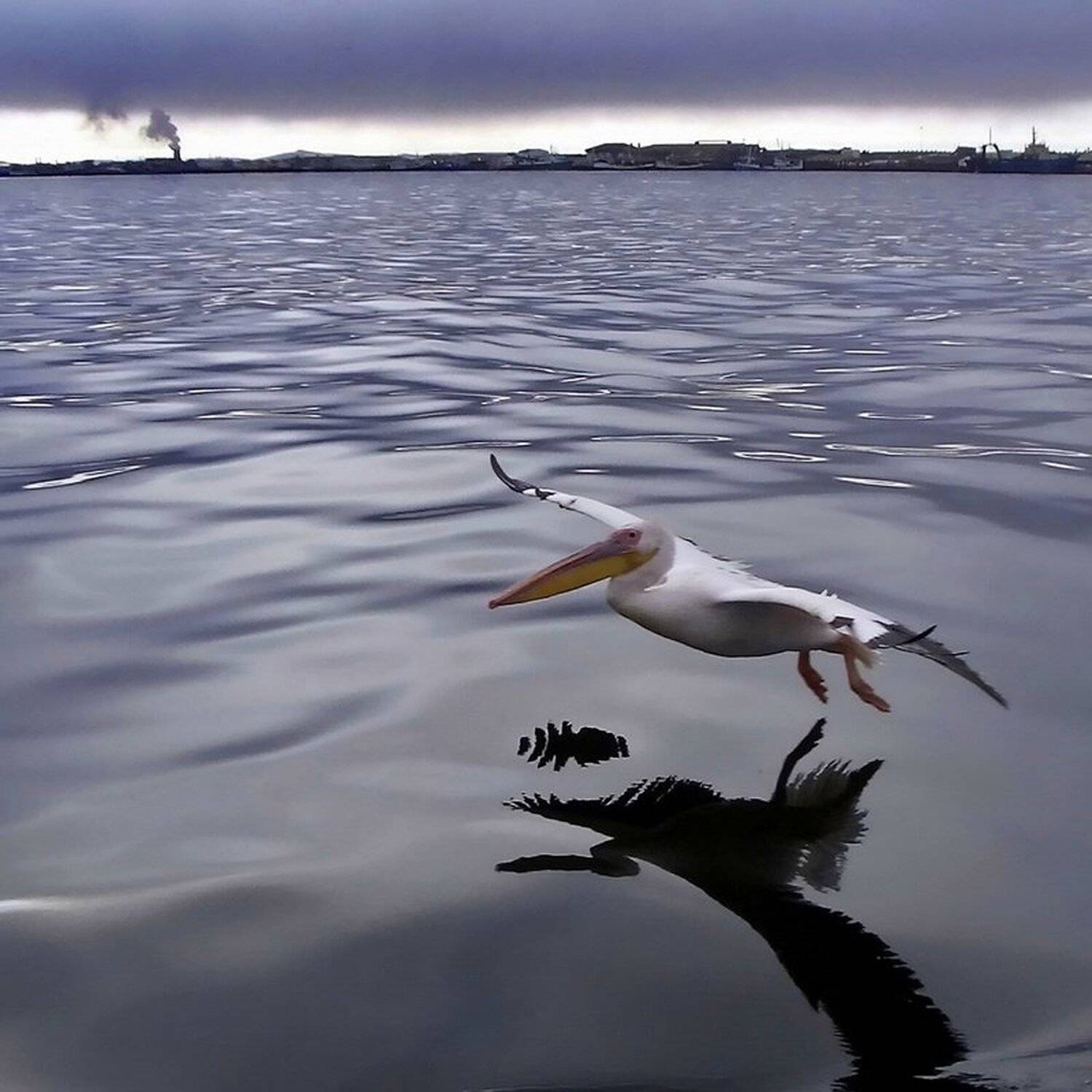 розовый, пеликан, Vasylevskyy Vitaliy