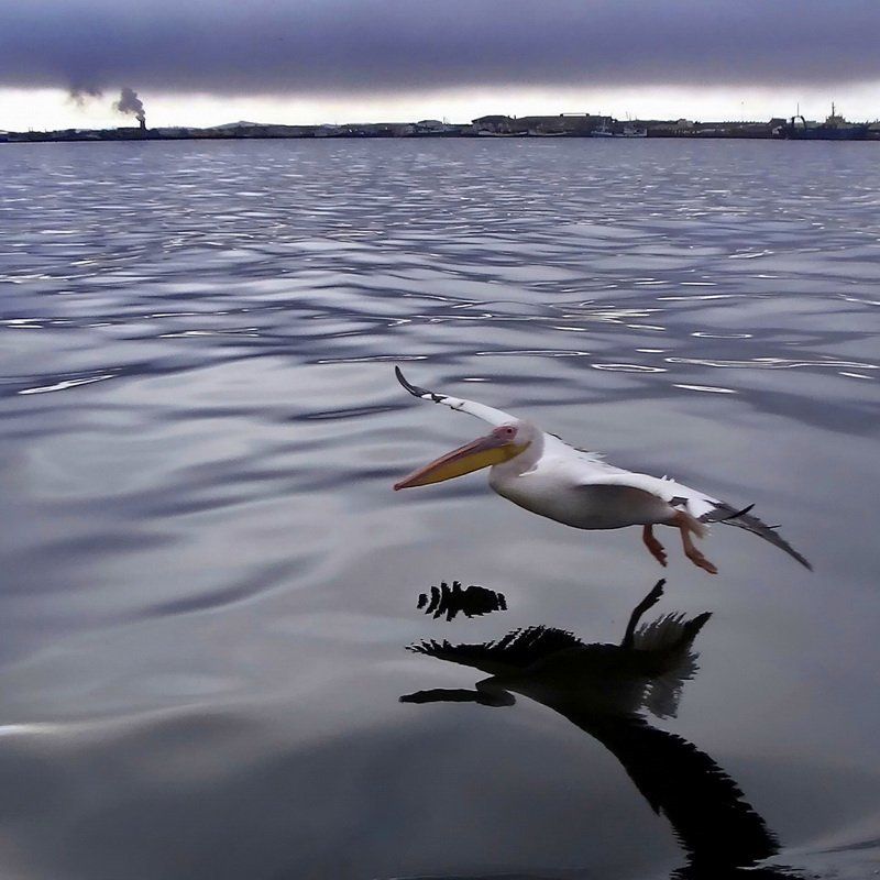 розовый, пеликан полет фото превью