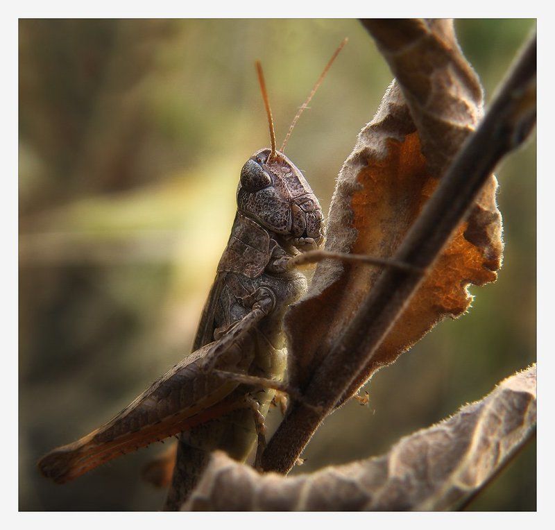 * * * фото превью