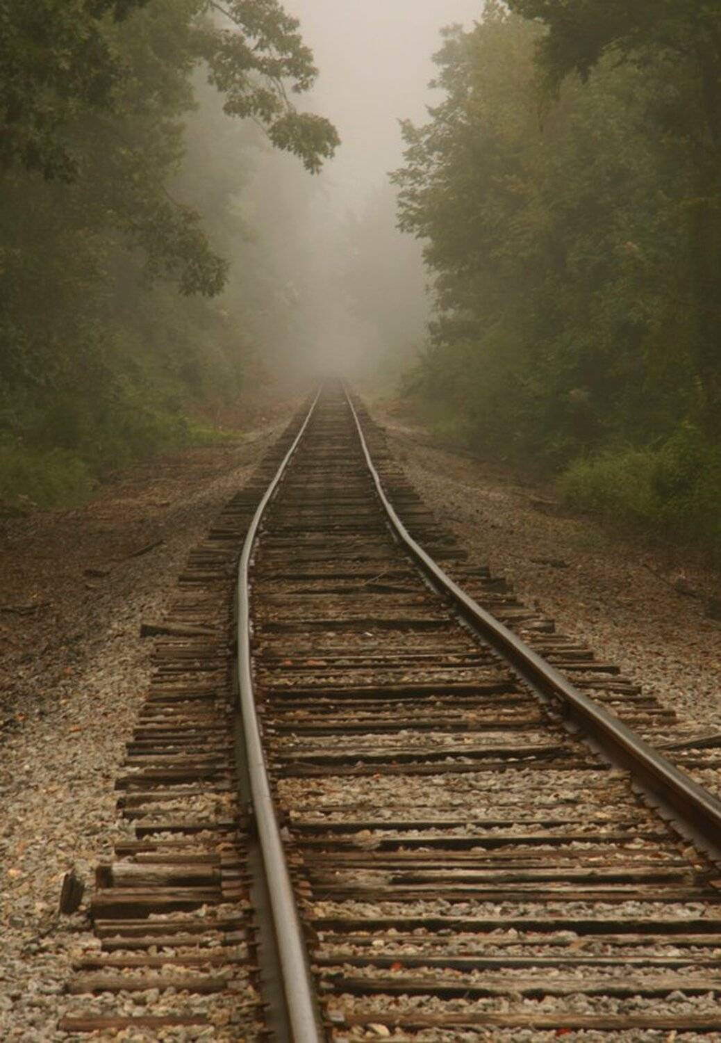 туман, рельсы, пейзаж, лес, Margarita