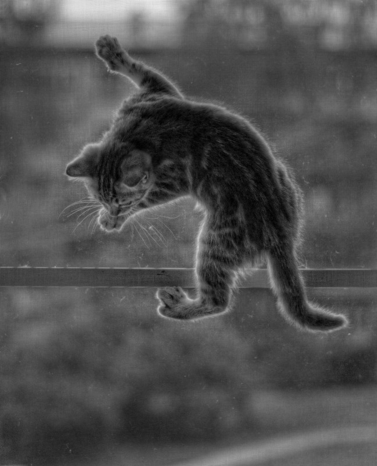 котёнок, прошлое лето