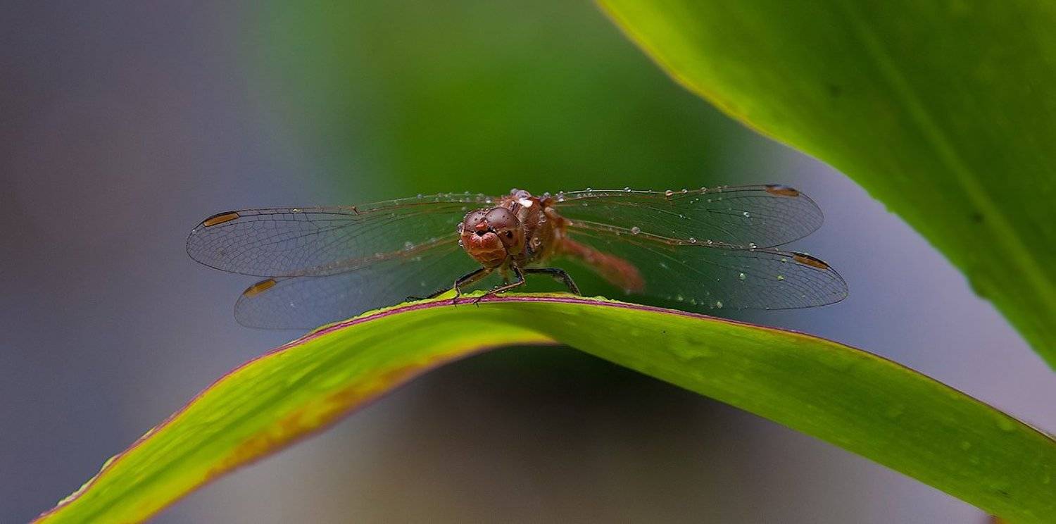 стрекоза, дождь, макро, Сергей