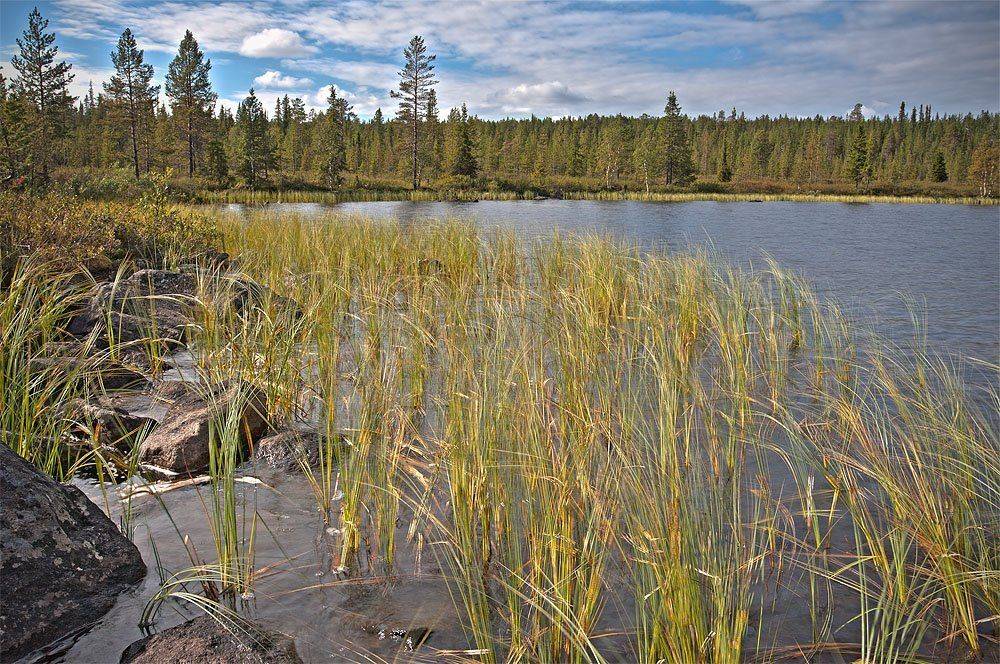 кольский, полуостров, locus