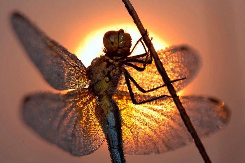 На заре... фото превью