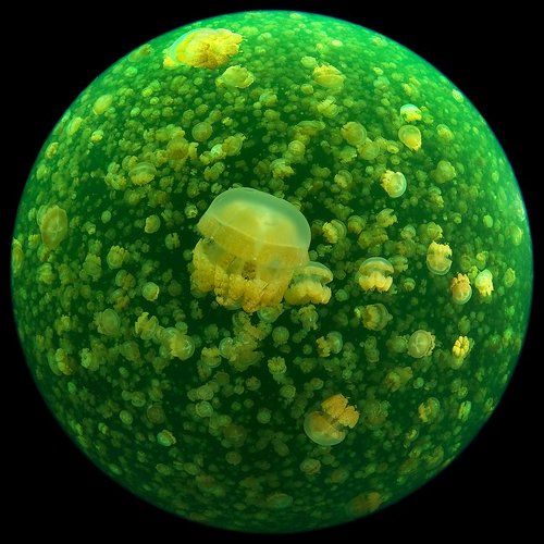 Планета Медуза