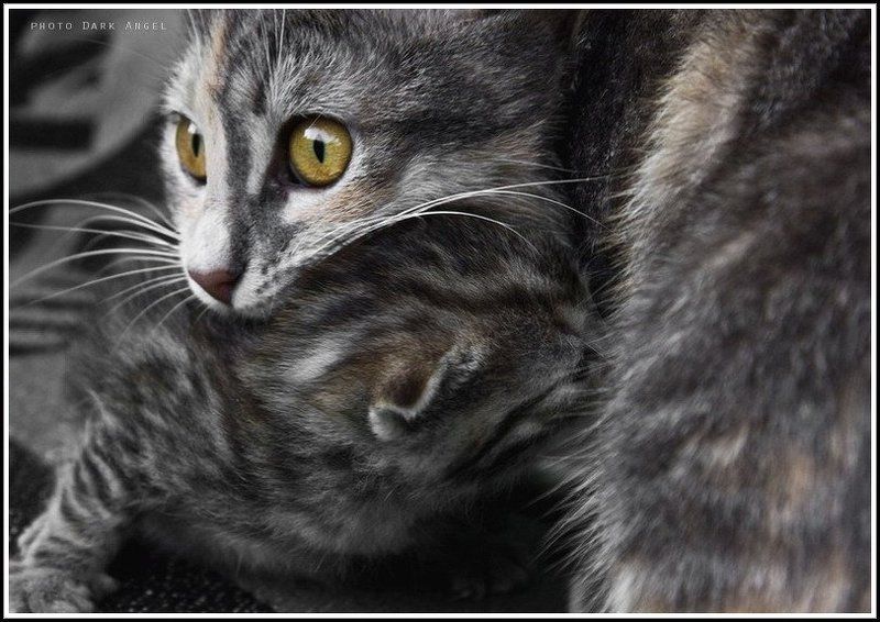 кошка, котенок, загрызка Из жизни кошки-Загрызки фото превью