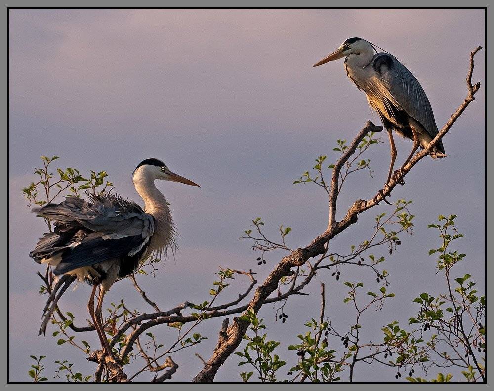 цапля, серая, VladimirD