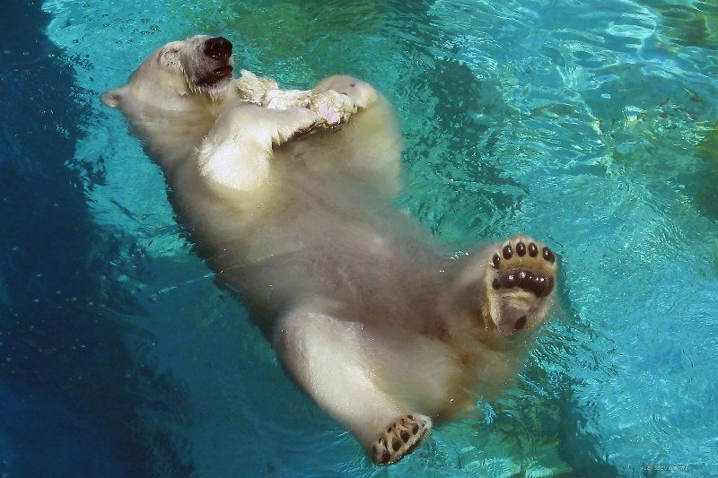 В НИРВАНЕ.... фото превью