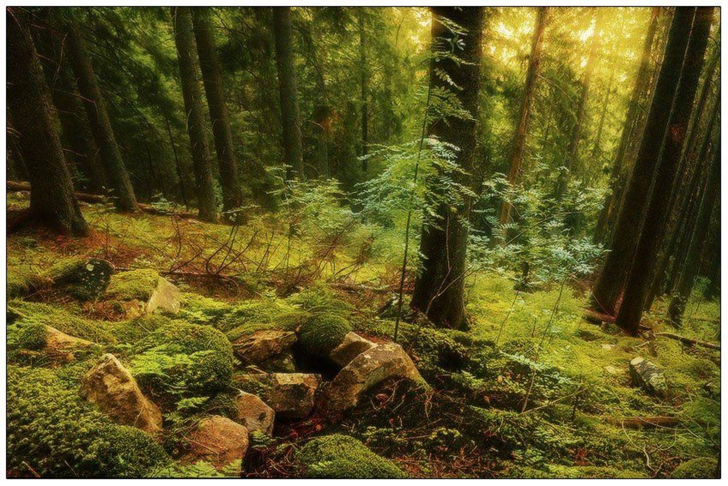 , Денис Кривой