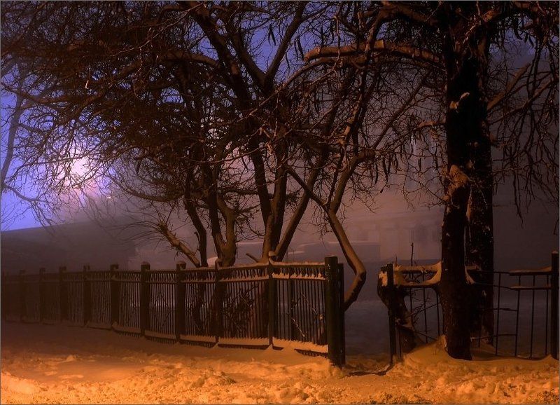 Акации фото превью