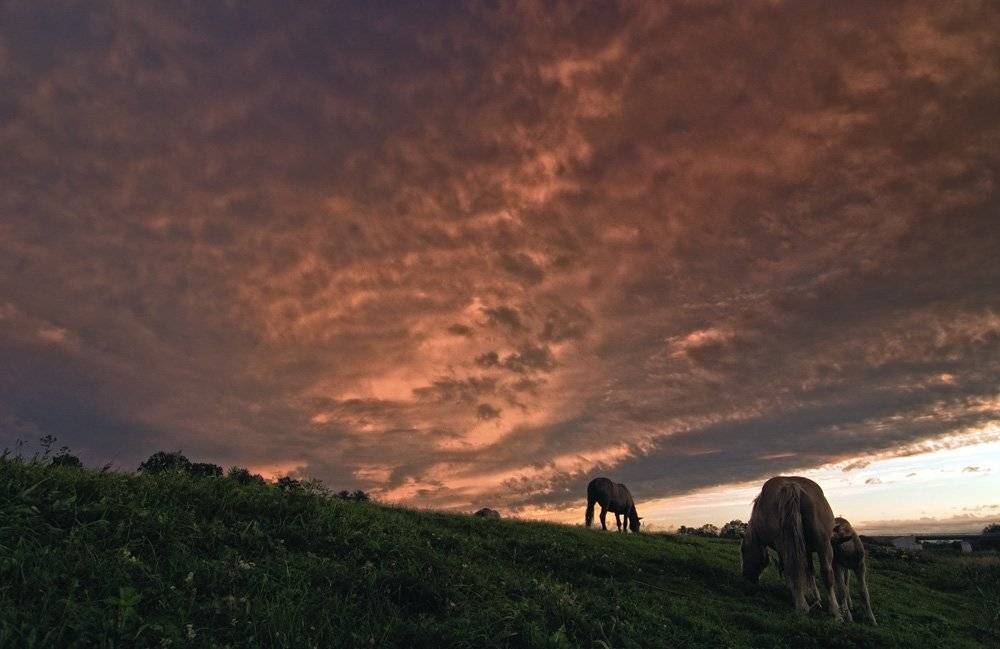 закат,лошади, Александр Титаренко