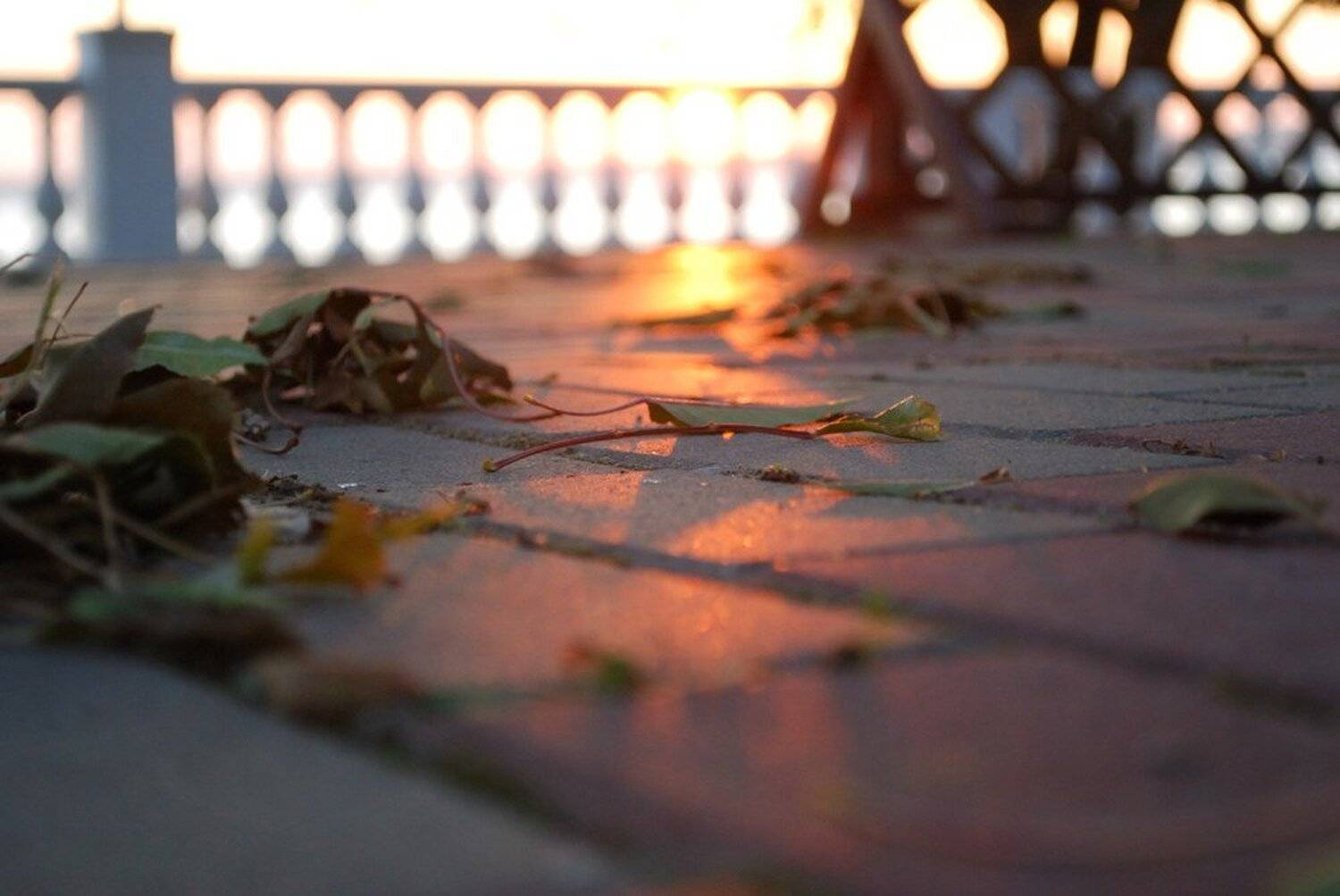 , Светлая Ночка