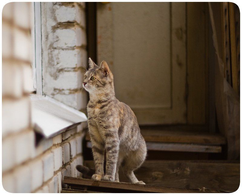 кошки, коты А что это вы там делаете? фото превью