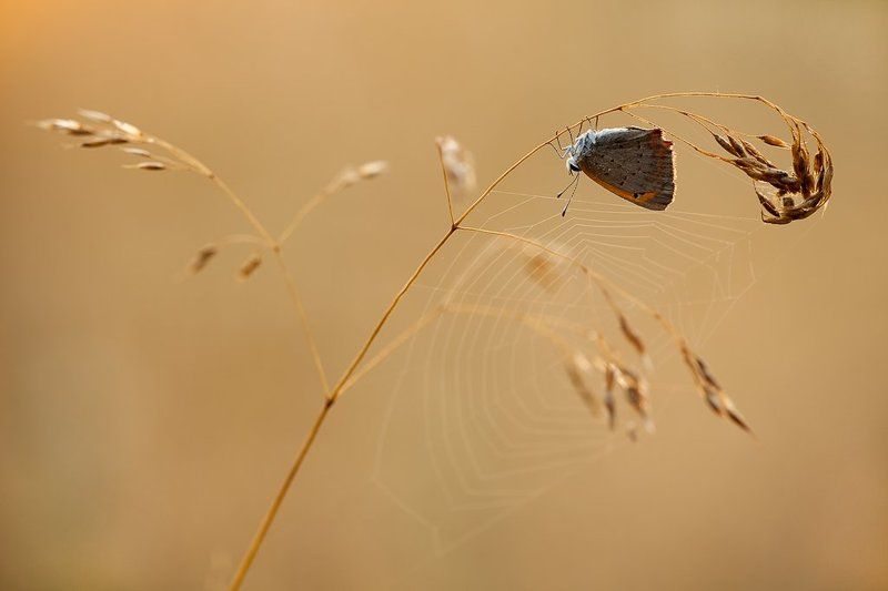 утро, паутина, бабочка Пробуждение фото превью