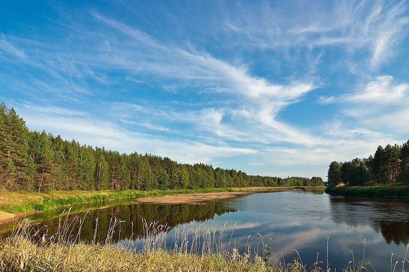 молога,  август,  река,  лес,  лето,  вечер Солнечный вечер на Мологе фото превью