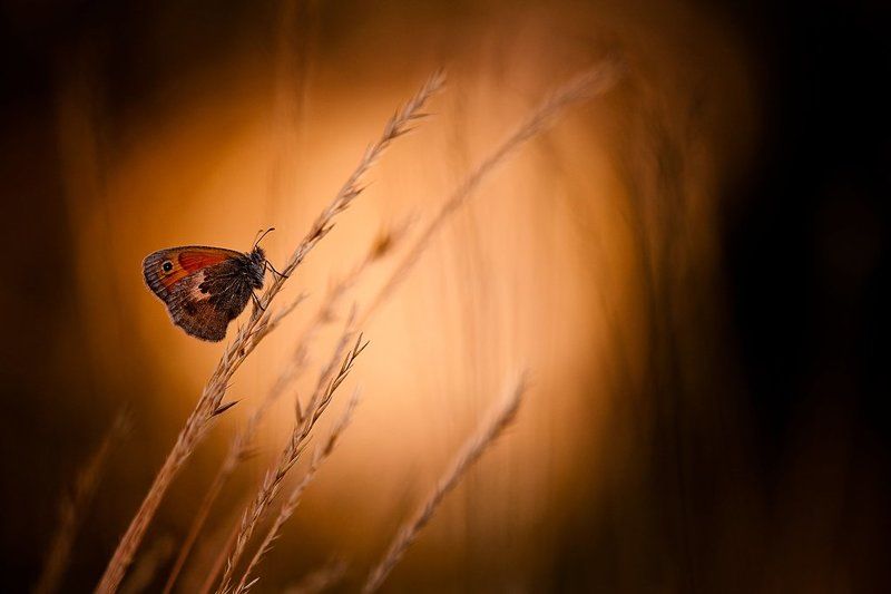 бабочка, вечер Вечерняя.. фото превью