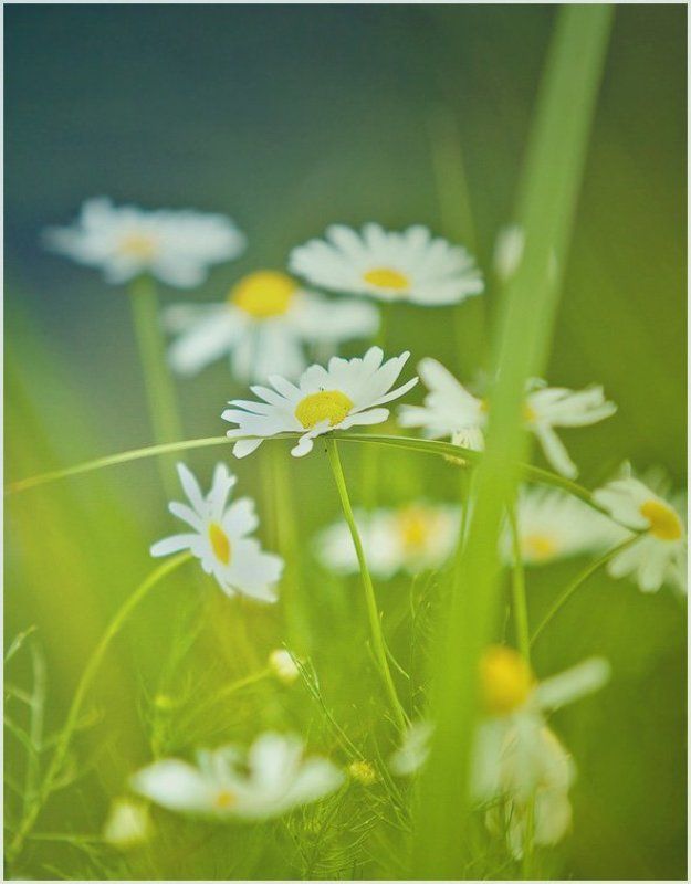 ...ямаха.... фото превью