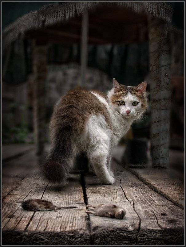 кот, кошка, добыча, владимир