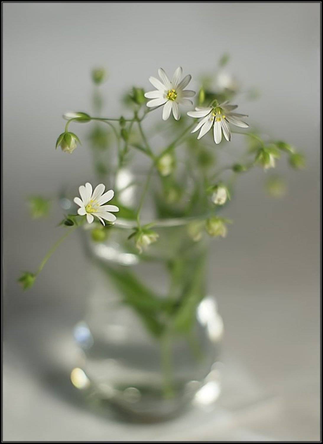 , Екатерина Литау