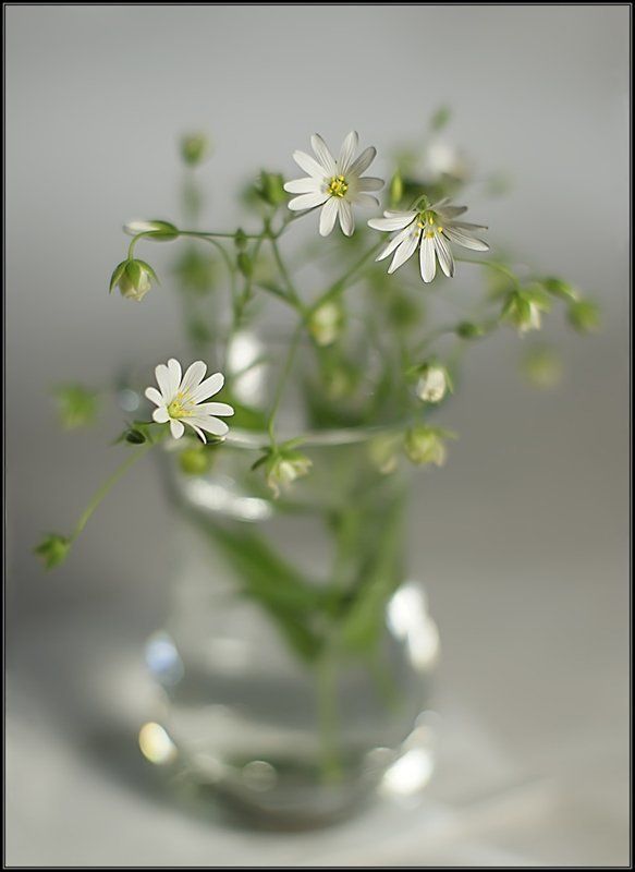 Нежность фото превью