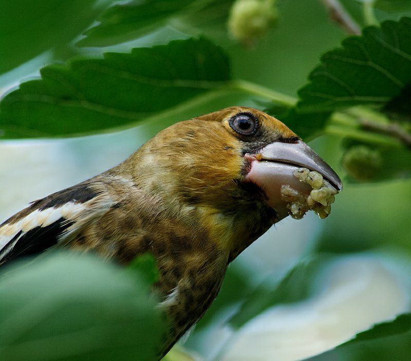 дубонос, птицы Познакомьтесь, дубонос фото превью