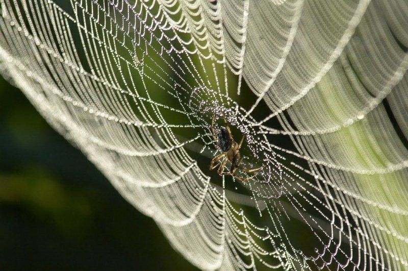 паутина, роса Утренняя паутинка фото превью