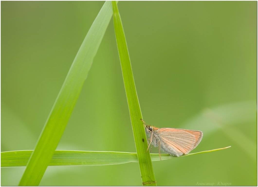 , Александр