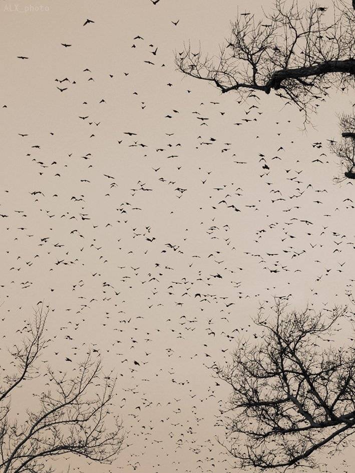 , Алексей Шевцов