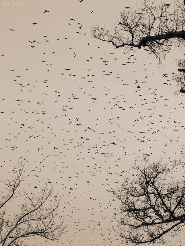 птицы аттакуют фото превью