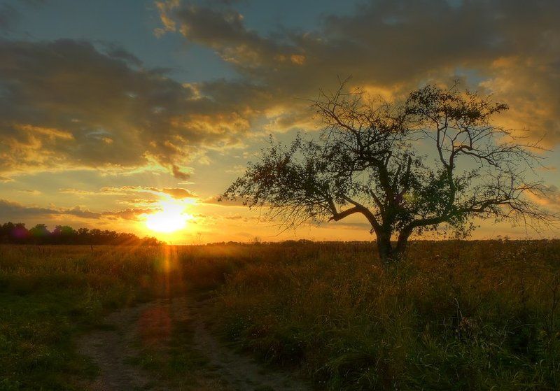 пейзаж, закат, облака, дерево, дорога  фото превью