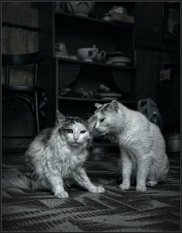 мама кошка, кошки, нравоучение, владимир