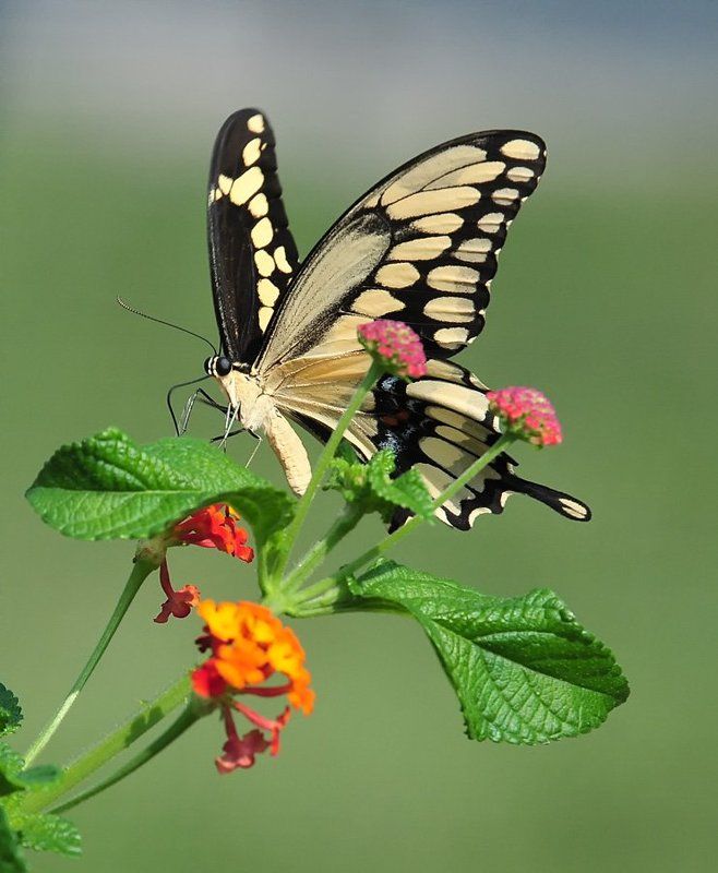 бабочки, макро Бабочки 2 фото превью