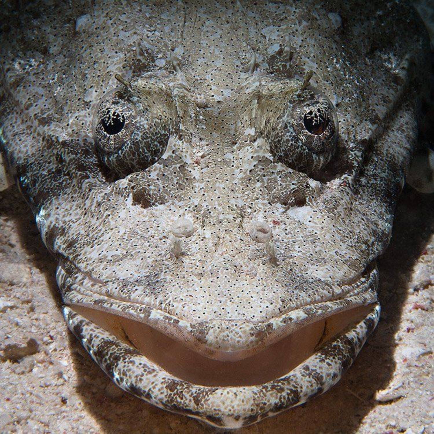 рыба, крокодил, подводная съемка, снут, Natalia Semko