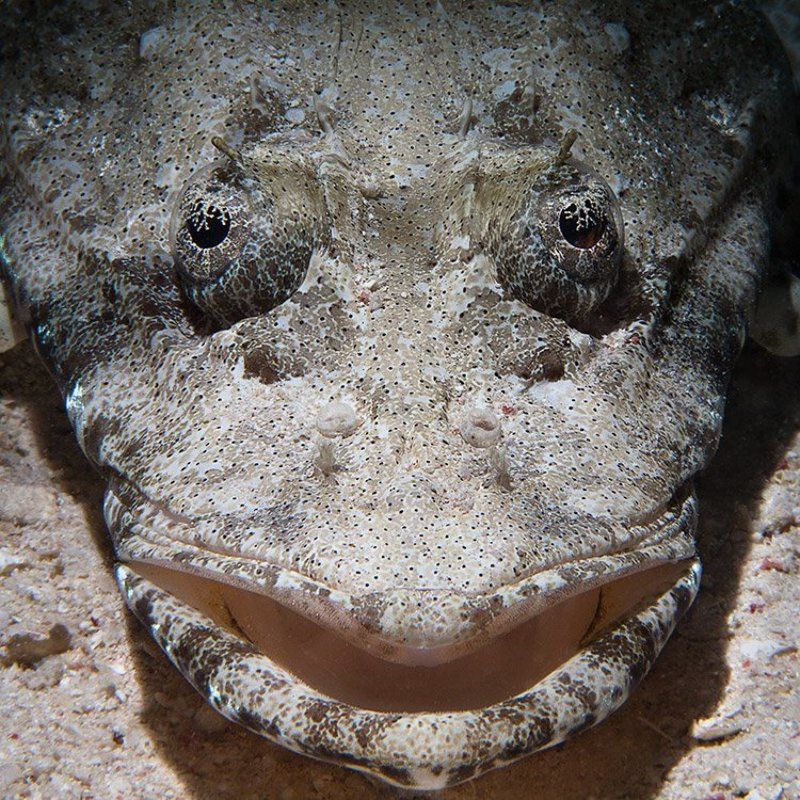 рыба, крокодил, подводная съемка, снут крокодил... ну, рыба-крокодил фото превью