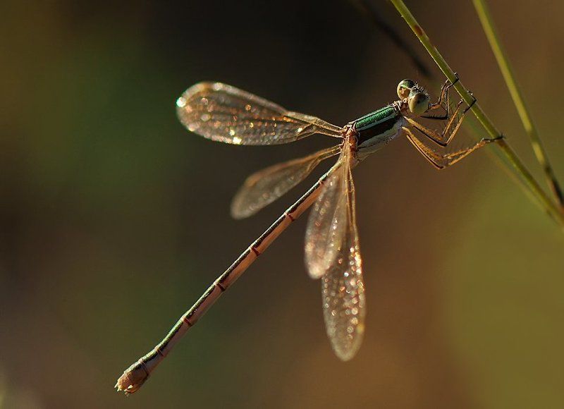 стрекоза Стрелка фото превью
