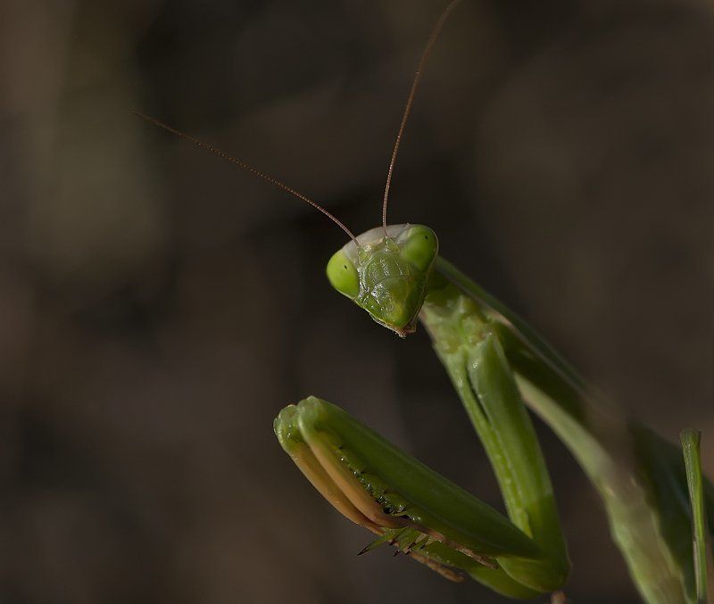 богомол Ку-ку! фото превью