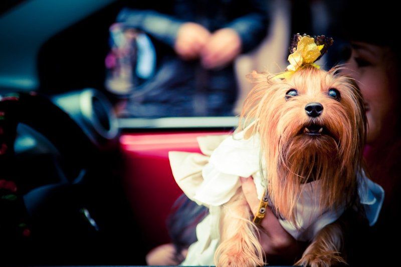 собака, машина, девушка Моська фото превью