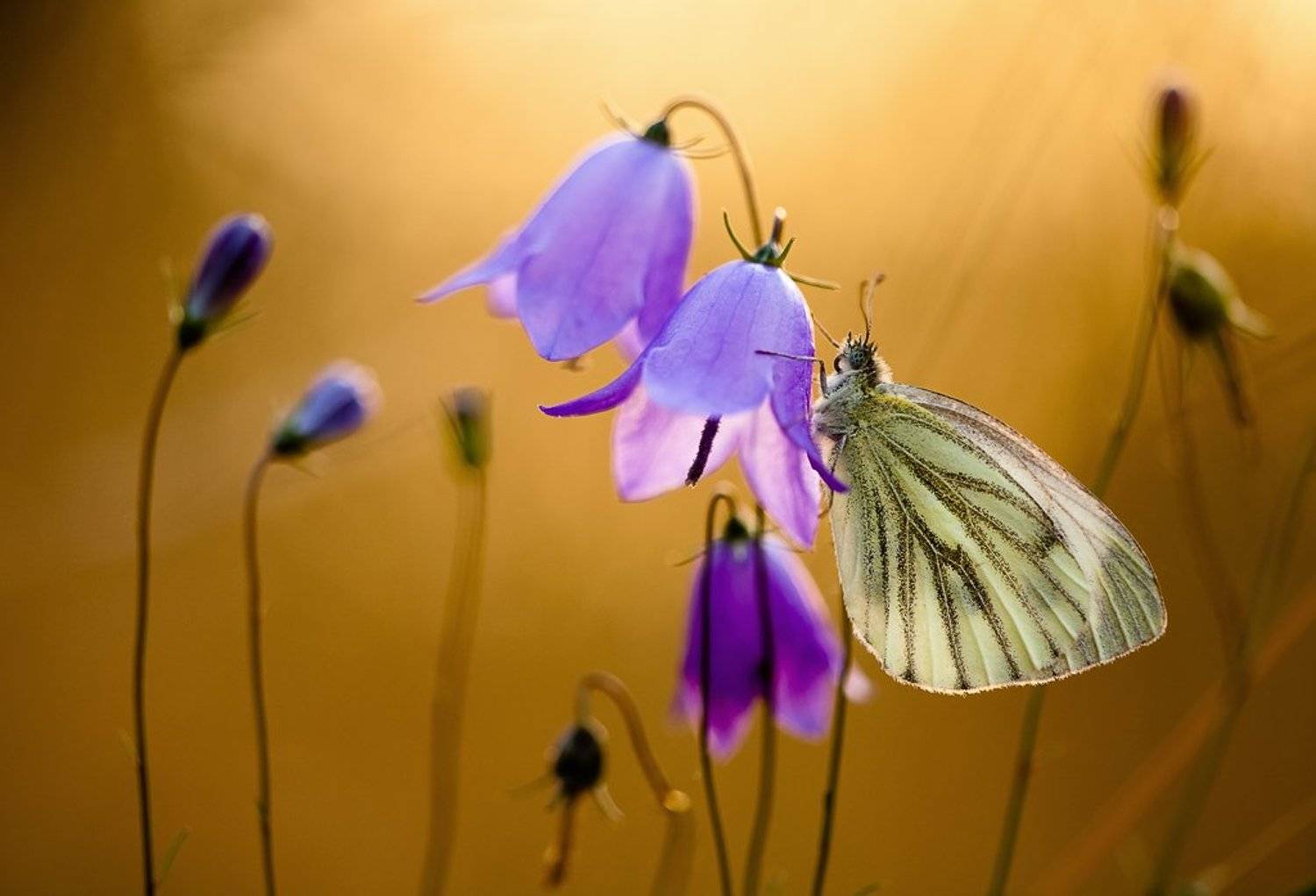 бабочка, вечер, Юлия